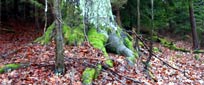 plant�