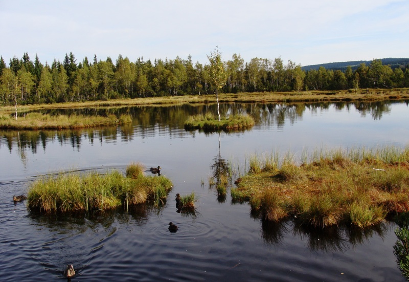 CHALUPSKÁ SLAŤ (GROßES KÖNIGSFILZ)