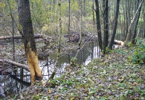 Prodn rezervace hlavsk luh / Naturreservat hlavsk luh / Nature reserve of the hlava alluvial plain