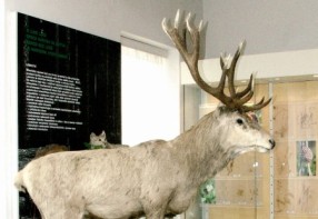 Ka�perskohorsk� muzea