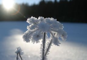 Winterschnheiten des Bhmerwaldes