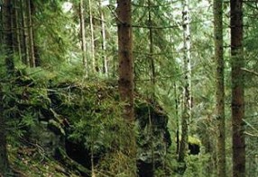 Elm Tree Rock Reserve