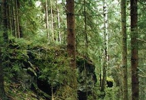 Rezervace Jilmov skla