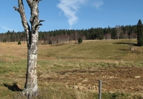 Meadow nearby Kvilda