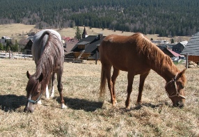 Horses nearby Kvilda
