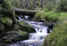 The Filipohusk stream