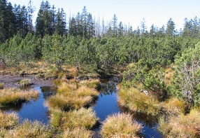 Peat bog