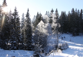 Wald bei der Hrabcho mostu (Brcke)