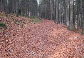 Podzimn proda  Autor fotografie: Josef Rada