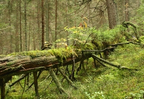 Natur im Böhmerwald