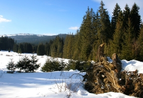 Winter in the Šumava
