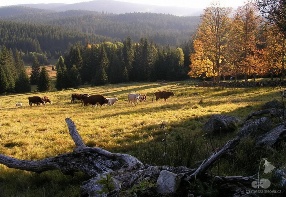 Pasture on Svtl mountain