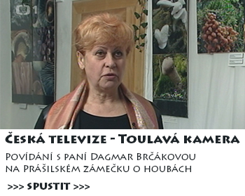 Prášily - Televize