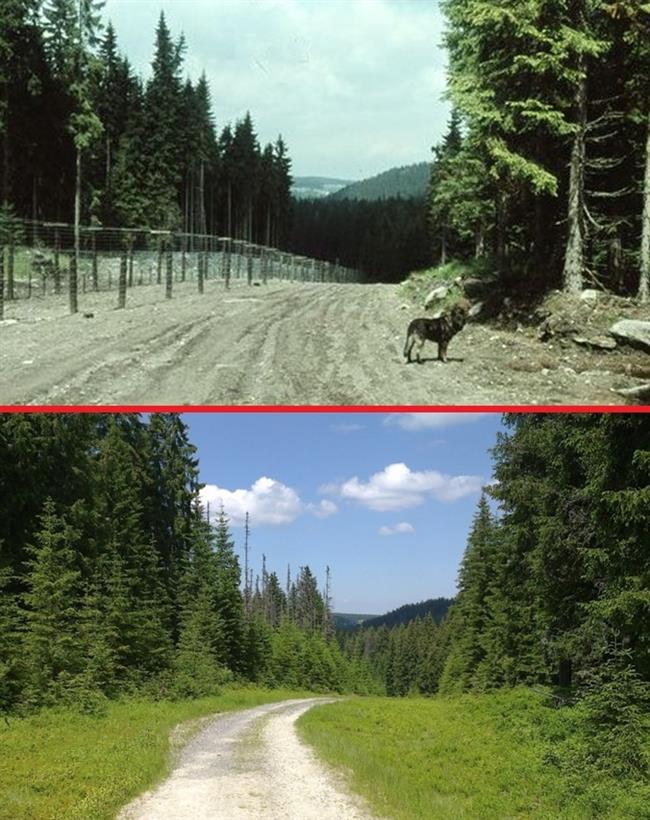 Švelská cesta v 80. letech (mezi rozcestníky Modravský potok-most - Černohorská nádrž)