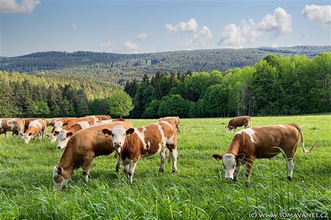 Mochov, pastviny na svazích k Žežulce